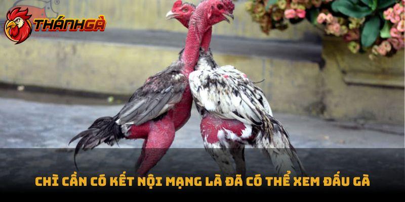 Chì cần có kết nội mạng là đã có thể xem đấu gà