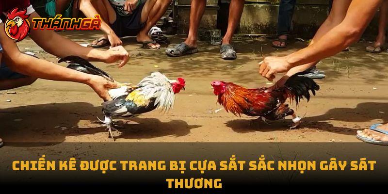 Chiến kê được trang bị cựa sắt sắc nhọn gây sát thương