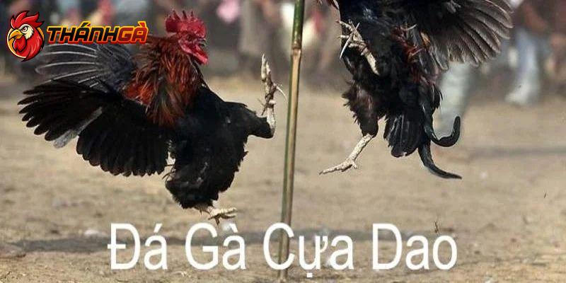 Tìm hiểu chuyên mục đá gà cựa dao tại nhà cái trực tuyến là gì