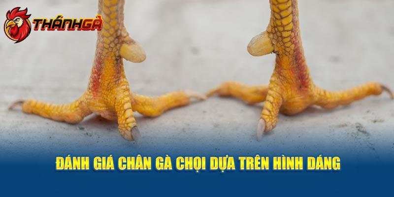 Đánh giá tướng chân gà chọi đẹp dựa trên hình dáng 