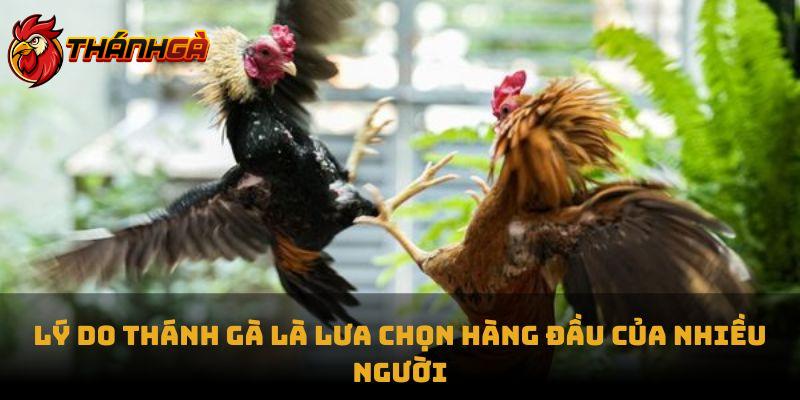 Lý do Thánh Gà là lưa chọn hàng đầu của nhiều người