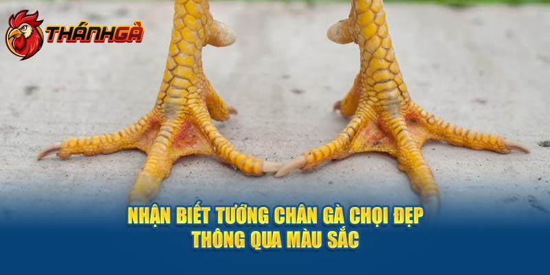 Nhận biết tướng chân gà chọi đẹp thông qua màu sắc 