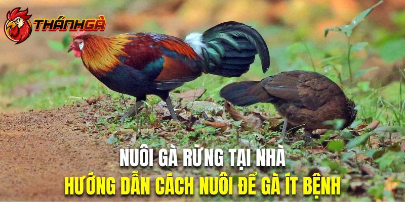 Nuôi Gà Rừng Tại Nhà | Cách Nuôi Giúp Gà Không Bệnh Tật