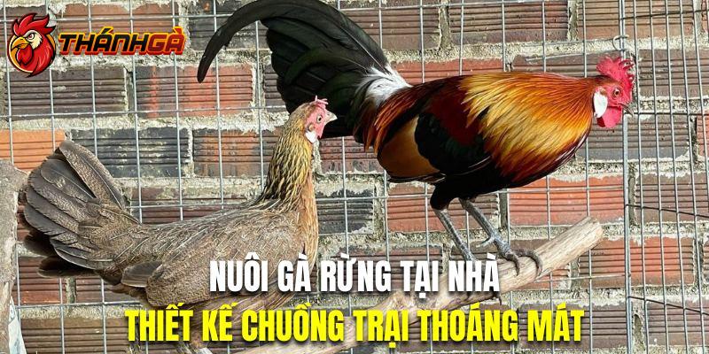 Người nuôi nên thiết kế chuồng trại cho gà rừng đảm bảo thoáng mát, sạch sẽ