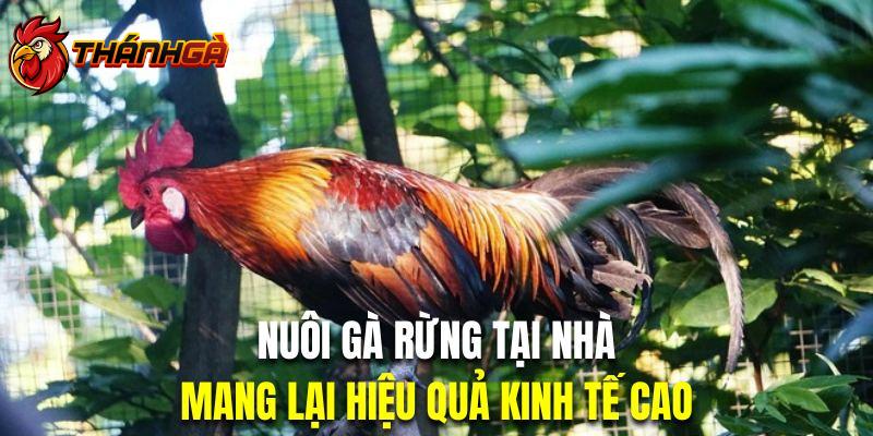 Nuôi gà rừng tại nhà mang lại hiệu quả kinh tế rất cao