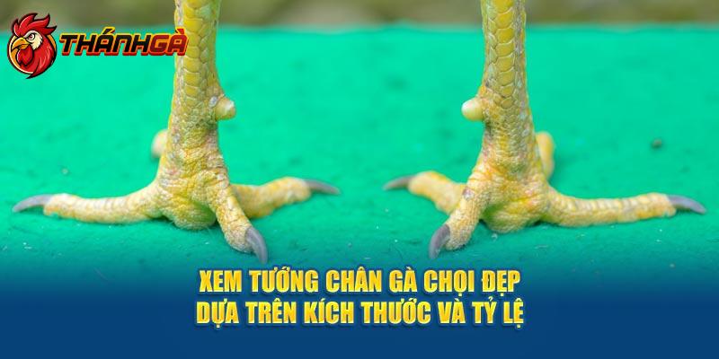 Xem tướng chân gà chọi đẹp dựa trên kích thước và tỷ lệ