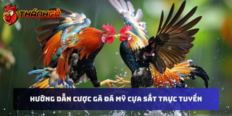 Hướng dẫn cược gà đá Mỹ cựa sắt trực tuyến